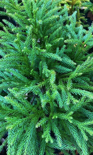 Cryptomeria japonica 'Globosa nana' - mapleridgenursery